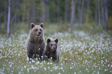 Image. Europäischer Braunbär