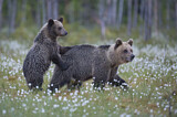 Image. Europäischer Braunbär
