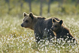 Image. Europäischer Braunbär
