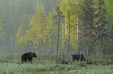 Image. Europäischer Braunbär