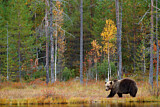 Image. Europäischer Braunbär