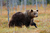 Image. Europäischer Braunbär