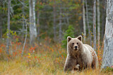 Image. Europäischer Braunbär