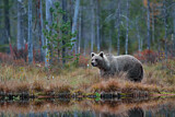 Image. Europäischer Braunbär