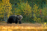 Image. Europäischer Braunbär