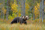 Image. Europäischer Braunbär