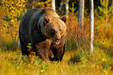 Image. Europäischer Braunbär