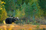 Image. Europäischer Braunbär