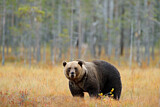 Image. Europäischer Braunbär