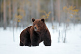 Image. Europäischer Braunbär