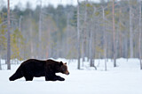 Image. Europäischer Braunbär