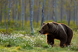 Image. Europäischer Braunbär