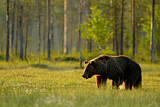Image. Europäischer Braunbär