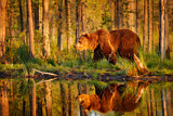 Image. Europäischer Braunbär