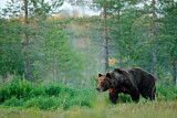 Image. Europäischer Braunbär