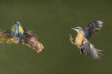 Image. Europäischer Kleiber & Blaumeise