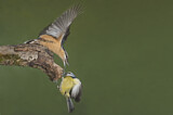 Image. Europäischer Kleiber & Blaumeise