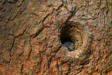 Image. Europäischer Kleiber