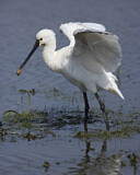 Image. Europäischer Löffler