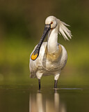 Image. Europäischer Löffler