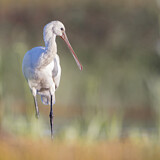 Image. Europäischer Löffler