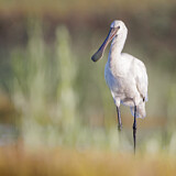 Image. Europäischer Löffler