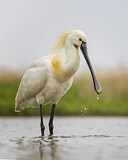 Image. Europäischer Löffler