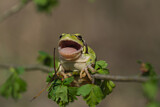 Image. Europäischer Laubfrosch