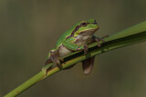 Image. Europäischer Laubfrosch