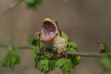 Image. Europäischer Laubfrosch