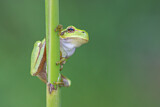 Image. Europäischer Laubfrosch