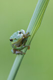 Image. Europäischer Laubfrosch