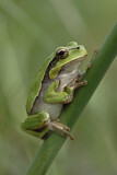 Image. Europäischer Laubfrosch