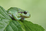 Image. Europäischer Laubfrosch