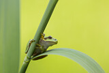 Image. Europäischer Laubfrosch