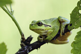 Image. Europäischer Laubfrosch