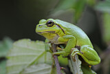 Image. Europäischer Laubfrosch