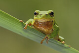 Image. Europäischer Laubfrosch