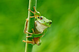 Image. Europäischer Laubfrosch