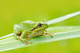 Image. Europäischer Laubfrosch