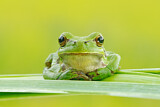 Image. Europäischer Laubfrosch