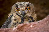 Image. Europäischer Uhu
