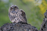 Image. Europäischer Uhu