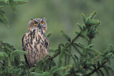 Image. Europäischer Uhu