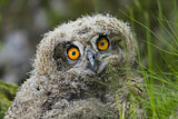 Image. Europäischer Uhu