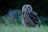 Image. Europäischer Uhu