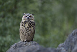 Image. Europäischer Uhu
