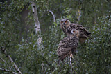 Image. Europäischer Uhu