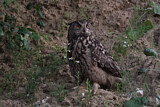Image. Europäischer Uhu