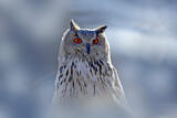 Image. Europäischer Uhu